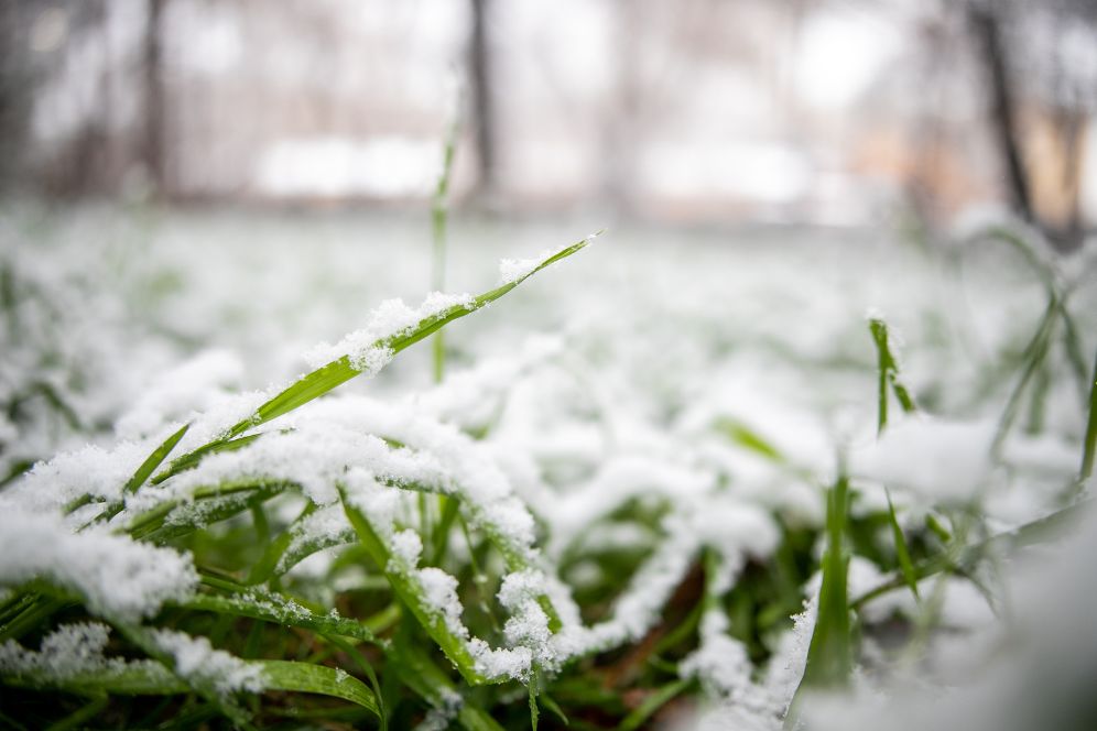 Snow blankets green grass in a forest setting, highlighting the contrast between winter and nature in Chicago, IL.