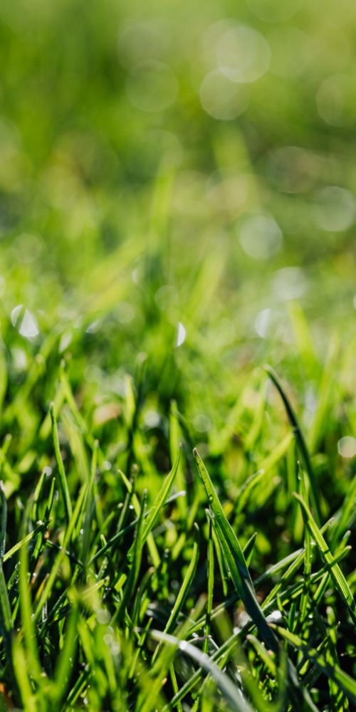 Sunlit green grass in close-up, showcasing the quality of a lawn care service in Chicago, IL.
