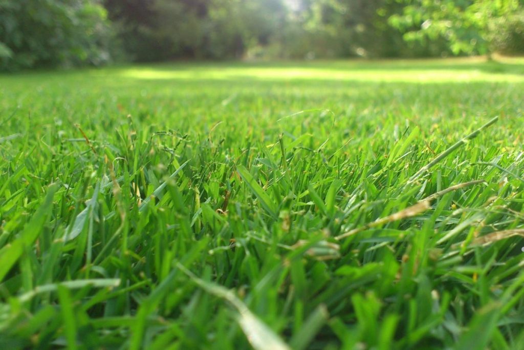 Seasonal Strategies for Year-Round Crabgrass Control