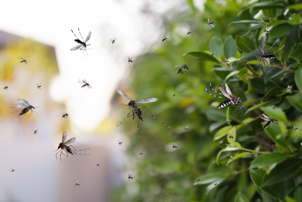 Health Risks Associated with Mosquitoes in Chicago